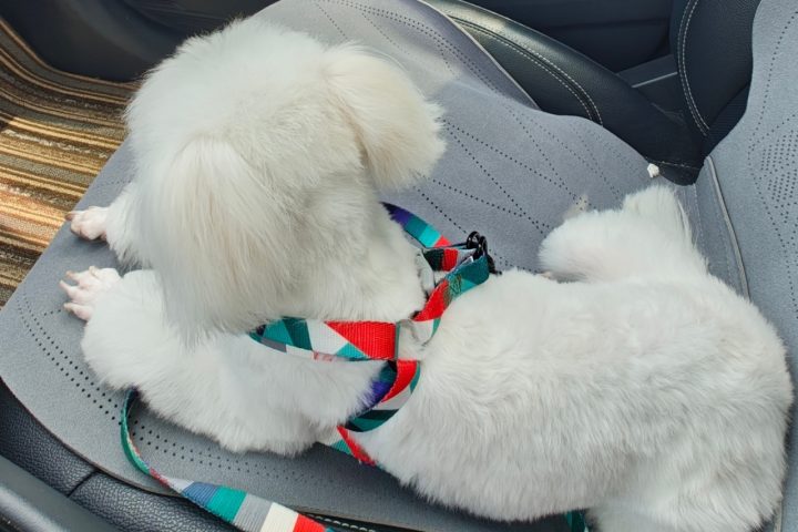 狗子