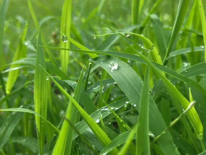 露水